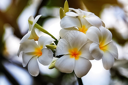 日落时有白色和黄色的弗朗吉帕尼花朵图片