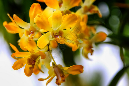 自然界中的黄色兰花背景图片