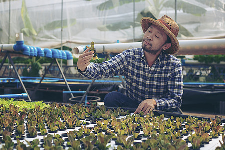 年青的农民快乐地微笑在他的蔬菜农场 农民和农人身上乡村团体食物植物叶子饮食营养沙拉木头烹饪图片