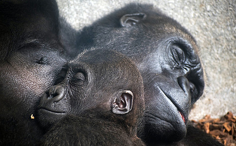 两只黑猩猩睡在一起的脸 母亲爱家庭观念 常见的健壮黑猩猩 或“黑猩猩” 一种原产于非洲森林和大草原的类人猿背景图片