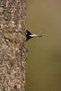 黑木鸟 Dryocopus 马提乌斯踩在树上图片