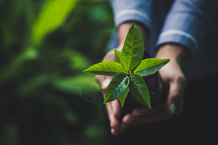 自然背景上的手持植物 概念拯救世界生态力量生活发电机生长地球农业环境世界阳光图片