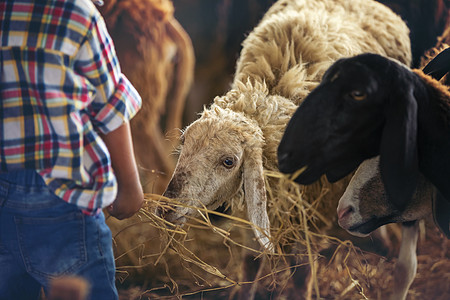 可爱的男孩正在喂青草 羊羊 延长绘画家畜畜牧业农民动物奶制品家禽母鸡男性农业背景图片