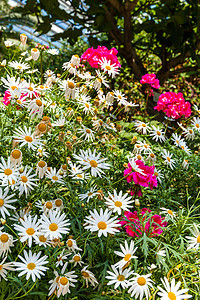白菊花花花园雏菊植物群花瓣植物图片