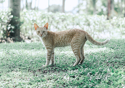 多姆 站在盛开的草地上的可爱小猫咪健康宠物花园虎斑条纹家畜绿色公园动物猫咪图片