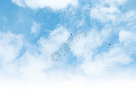 苍蝇飞在美丽明亮的天空背景上荒野插图动物群眼睛跳伞翅膀尾巴动物蓝色蜻蜓图片
