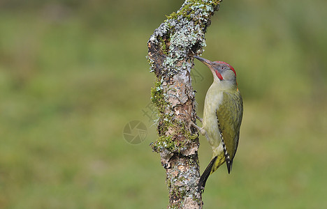 分行上的欧洲女性绿色木鸟荒野红色啄木鸟画报野生动物森林动物图片