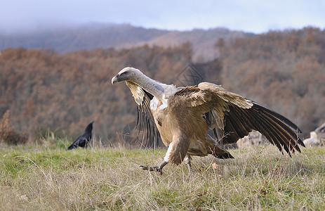 里昂草原上的格里芬秃鹫清道夫荒野吉卜赛野生动物猎物动物狮鹫捕食者航班动物群图片