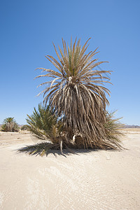 在沙漠景观中与棕榈树相交叶子植物环境天空蓝色干旱岩石植物群背景图片