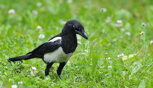 Magpie在战场上图片