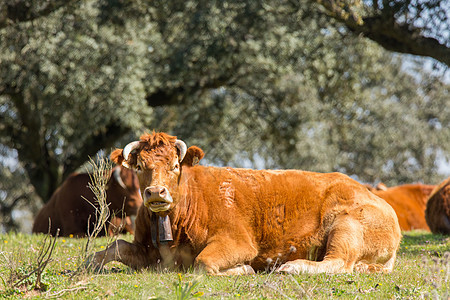 在绿草上放牧后 牛群躺卧在地上图片