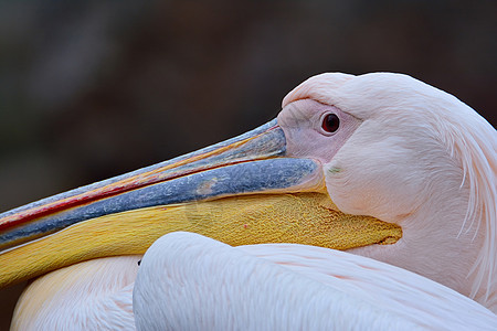 白头水鸟动物水平荒野背景动物群鸟类黄色眼睛羽毛图片