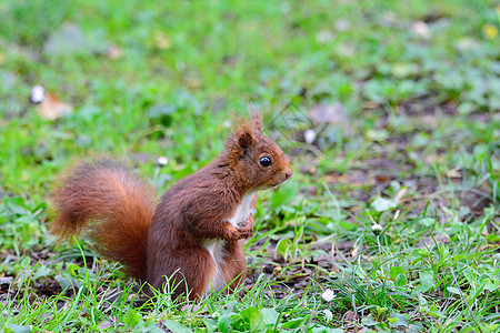 红松鼠在绿草地上场地红色公园尾巴背景白色野生动物动物松鼠绿色图片