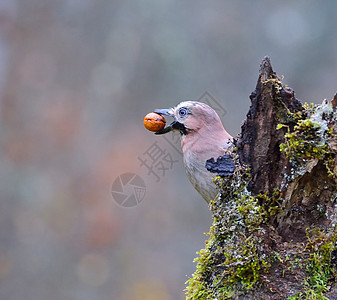 欧亚鸟 嘴上有个坚果动物蓝色鹪鹩棕色野生动物食物眼睛荒野腺体羽毛图片