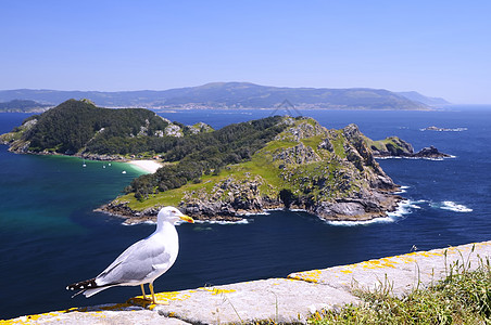 西班牙维哥群岛的岛屿海鸥环境活力热带生态全景假期旅行海滩图片