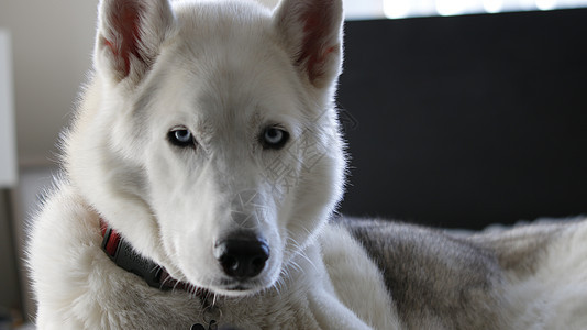 灰色成人西伯利亚胡斯基狗睡在他的床上朋友外貌房间良种小狗睡眠诊所犬类眼睛哺乳动物图片