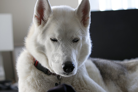 灰色成人西伯利亚胡斯基狗睡在他的床上食肉良种游戏睡眠朋友房间动物小狗犬类哺乳动物图片