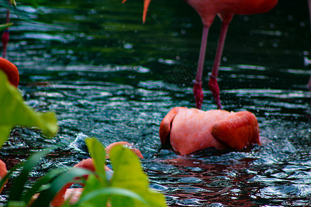 粉粉加勒比火烈鸟在水中的一锁反思动物园橙子脖子动物异国羽毛荒野野生动物热带图片