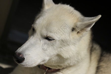 胡斯基狗近距离拍摄荒野宠物小狗黑与白眼睛蓝色朋友跑步犬类毛皮图片