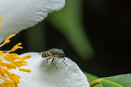 带花朵的蜜蜂宏观规模昆虫绿色黄色图片