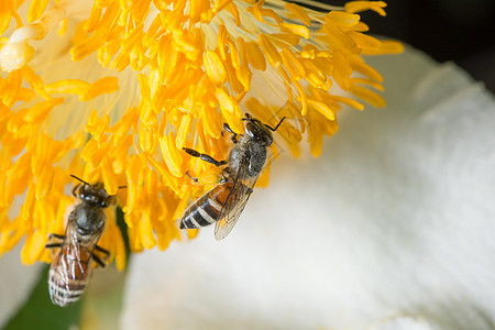 带花朵的蜜蜂宏观规模昆虫黄色绿色图片