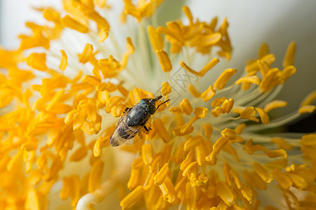 带花朵的蜜蜂宏观规模黄色昆虫绿色图片