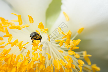 带花朵的蜜蜂宏观规模黄色绿色昆虫图片