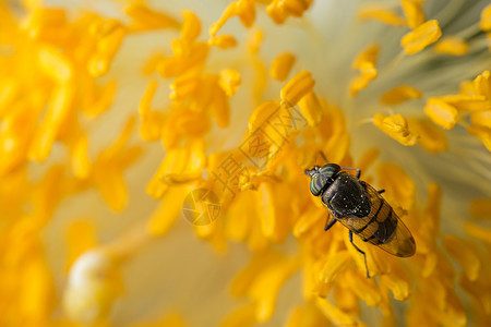 带花朵的蜜蜂宏观规模黄色昆虫绿色图片