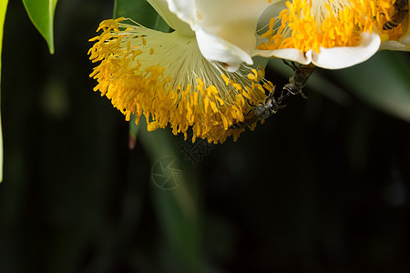带花朵的蜜蜂宏观规模绿色昆虫黄色图片