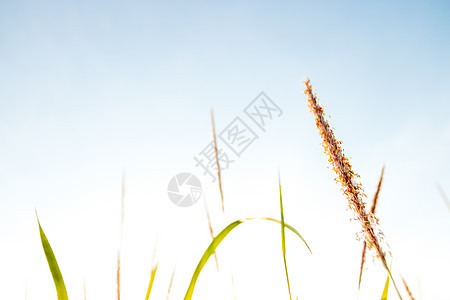 草花清晨鲜艳美丽的青春图片