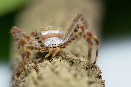 植物上的大型蜘蛛跳跃荒野宏观动物背景图片