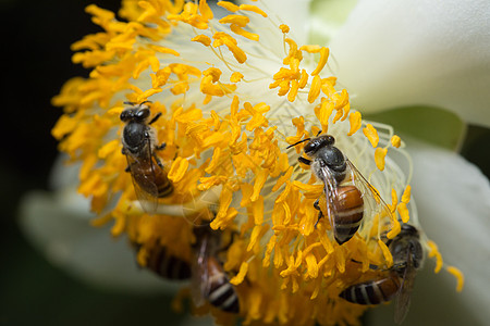 带花朵的蜜蜂宏观规模昆虫黄色绿色背景图片