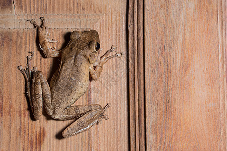 木材地板的聚氨酯脂质税宏观青蛙背景图片