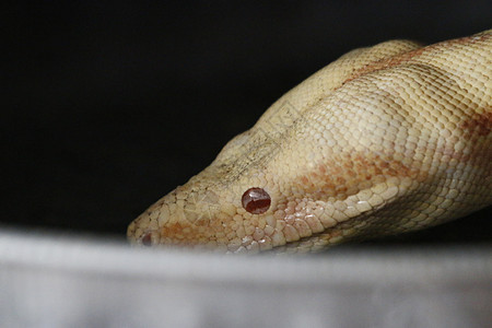 白化蟒蛇的特写镜头 蟒蛇 2 个月大 在白色背景前生物学野生动物荒野动物爆头濒危工作室脊椎动物橙子爬虫图片