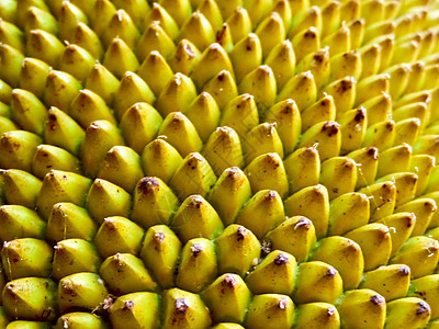 模糊的 Jickfruit 成熟表面背景图片