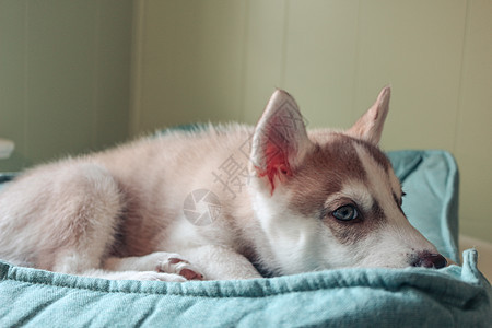 西伯利亚胡斯基小狗 2个月大 成长的主题血统坐骑朋友犬类说谎宠物婴儿毛皮眼睛工作室图片