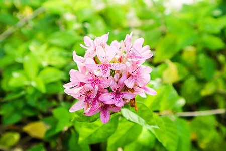 美美花花在花瓣上有花束和粉红色的颜色花园香气香味公园树叶植物群兰花植物紫色温泉图片