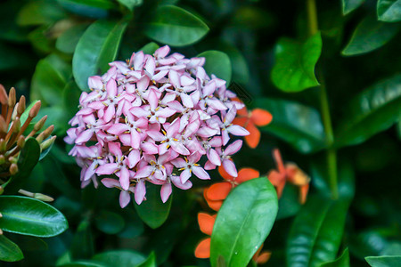 粉粉色Ixora鲜花小店插花和在花园开花图片