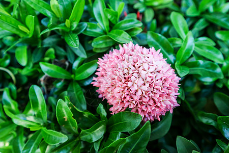 Ixora粉红色花朵在花园中开花植物群生长宏观丛林植物国王花瓣叶子热带仙丹图片