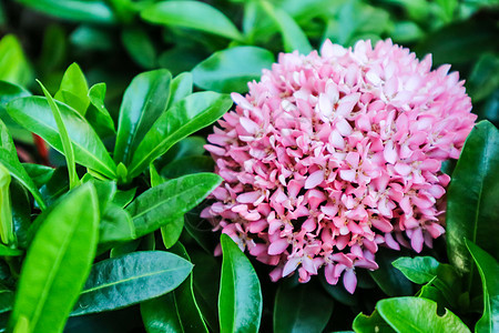 粉红色的Ixora花朵小店插花 在花园中开花仙丹生长宏观丛林热带植物叶子花瓣植物群国王图片