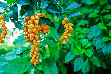 马鞭草科金露珠 鸽子莓 天花 杜兰塔植物叶子浆果植物群情调鸽子天空农业蓝色植物学背景