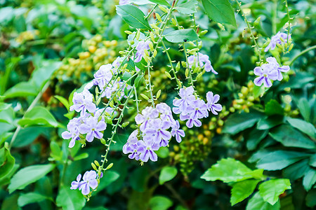 金露珠 鸽子莓 天花 杜兰塔叶子紫色植物花园异国农业露珠花瓣植物学情调图片