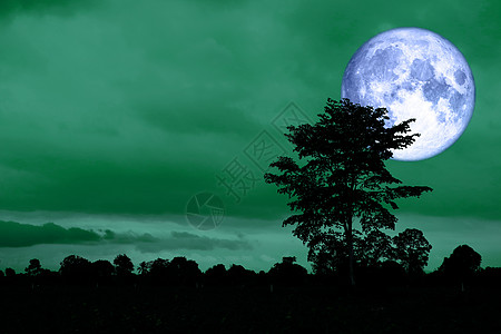 月亮回到绿色夜空的周光树上图片