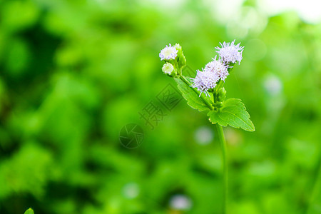 雨后草地上的小杂草花在花园里蓬勃发展场地植被温泉植物群荒野种子太阳草原花朵植物图片