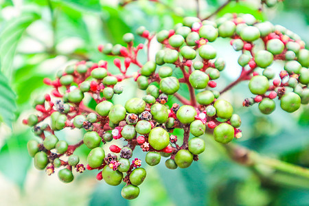 李亚鲁布拉有小红绿种子和白花美丽紫色季节森林园艺水果花园植物衬套灌木图片