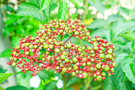 李亚鲁布拉有小红绿种子和白花叶子水果草本植物灌木衬套热带花园浆果花瓣木头图片