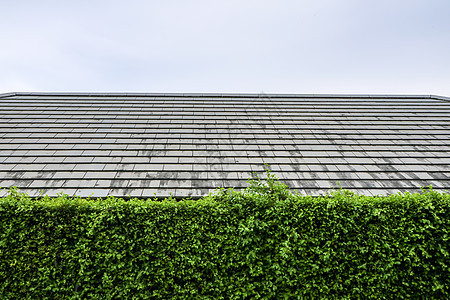 自然的绿色植物和现代顶顶屋顶植物学花朵天空树篱季节植物蓝色叶子房子窗户图片