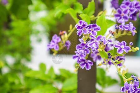 金露珠 鸽子浆果 天花 Th花园植物植物群勃起紫色异国生长天空叶子花瓣图片