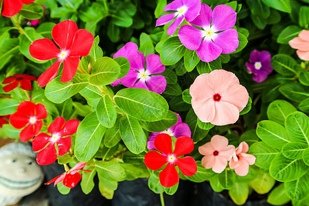 红粉红色紫色花朵玫瑰季节蓝色橙子叶子植物花园植物群花瓣热带图片