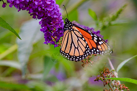 Monarch 蝴蝶 Danaus 两面派食用紫蝴蝶b图片